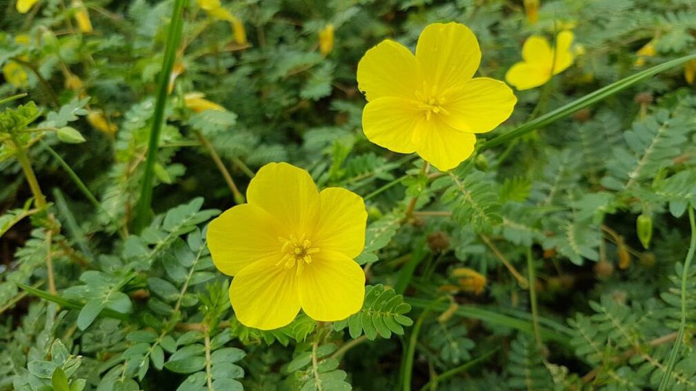 Εκχύλισμα ρίζας Tribulus σε Feronex